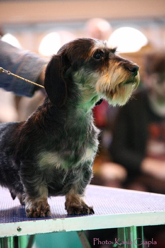 Crufts2011_2 1530.jpg